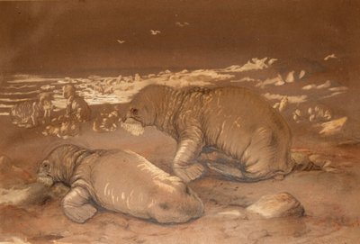 Walrus - Tricherchus rosmarus door Joseph Wolf